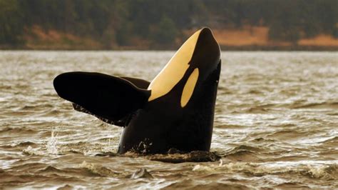 Another Endangered Bc Southern Resident Orca Believed Dead Ctv News