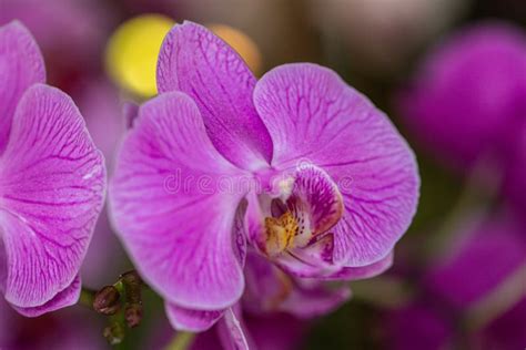 Close Up Beautiful Purple Phalaenopsis Orchids Or Moth Orchid