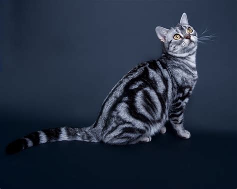 Get To Know The American Shorthair One Of Americas Original Cats