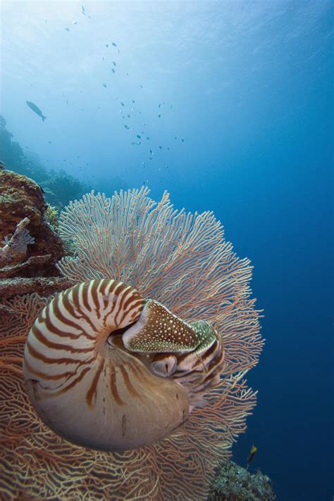 Chambered Nautilus By Dave Fleetham Printscapes