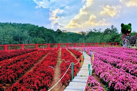 Vườn Hoa Đà Lạt đẹp Ngỡ Ngàng Dành Cho Du Khách Thoải Mái Check In Du