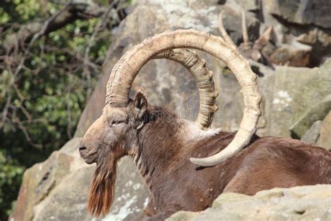 Siberian Ibex Capra Sibirica Is A Species Of Ibex Living In Central