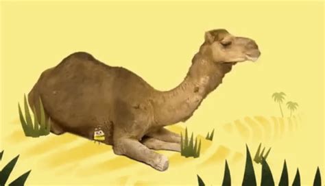 Camels And Dromedaries Animated S