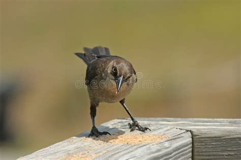 Brown Bird Stock Image Image Of Beak Feathered Winged 14746385