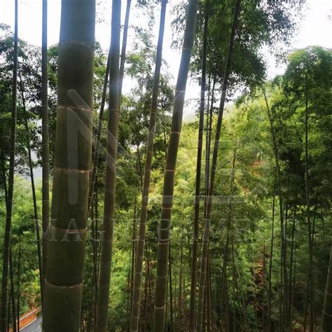 News The Economic And Ecological Value Of Bamboo A Fast Growing And Versatile Plant Description