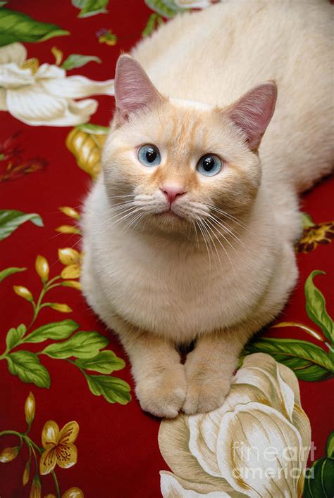 Flame Point Siamese Cat Photograph By Amy Cicconi