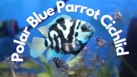 Shipping My Polar Blue Parrot Cichlid Youtube
