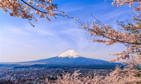 Cherry Blossom In The Fuji Five Lakes Area Kyuhoshi