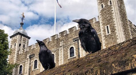 ravens of the tower hidden london