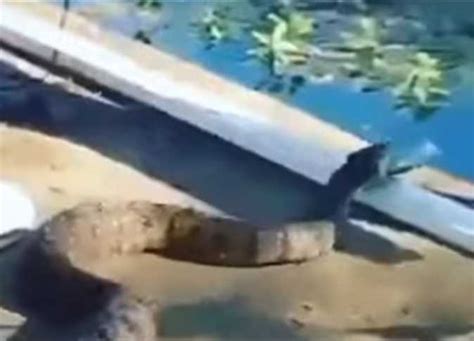 مشهد مرعب ثعبان يحاول اقتناص سمكة يحملها رجل فيديو المصري اليوم