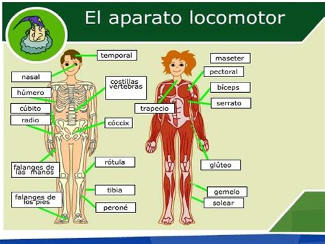 Cómo jugar organiza la boda. Calaméo - El aparato locomotor - Jaouad 5º