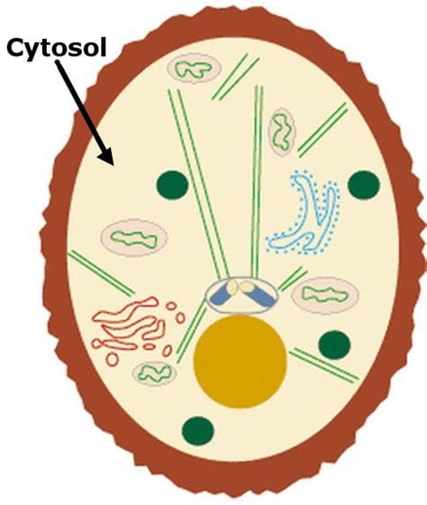 What Is Cytosol How Is It Different From Cytoplasm Science Abc