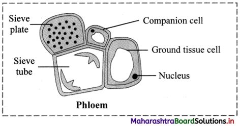 Maharashtra Board Class 11 Biology Important Questions Chapter 8 Plant