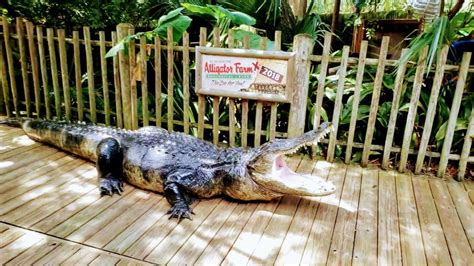 St Augustine Alligator Farm Zoological Park 4k Youtube