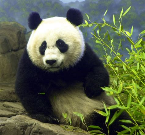 Pandas Mate With Help At The National Zoo