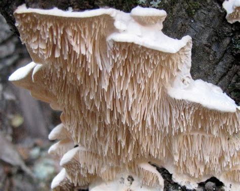 Types Of Wild Mushrooms In Missouri Mid Missouri Morels And Mushrooms