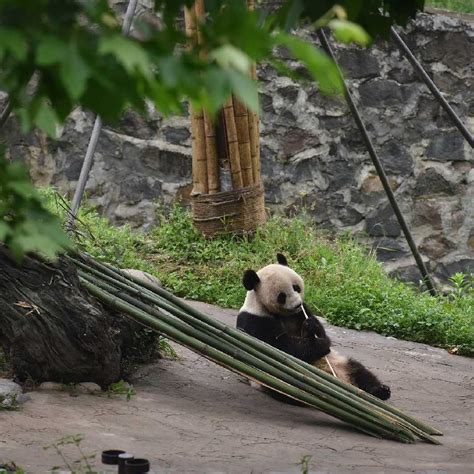 Live A Virtual Encounter With Giant Pandas Ep 9 Cgtn