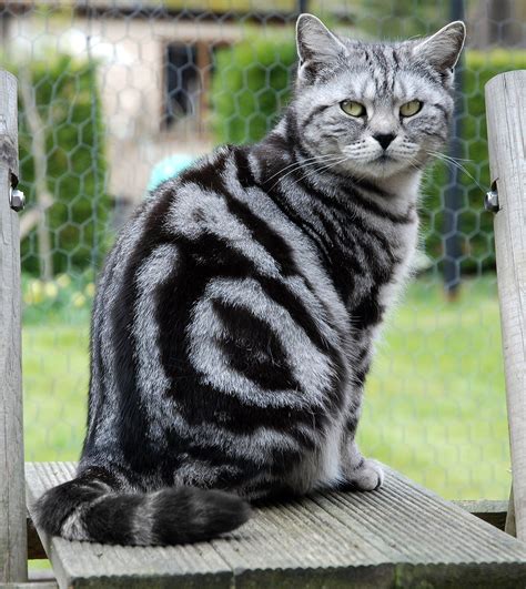 Black Classic Tabby British Shorthair Cat British Shorthair Cat