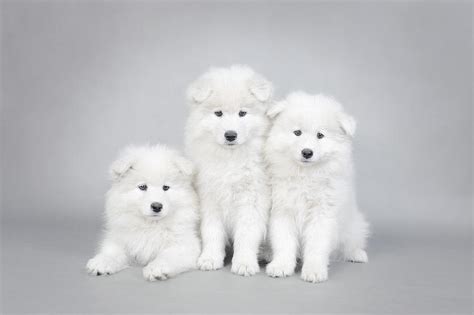 Three Little Samoyed Puppies Portrait Photograph By Waldek Dabrowski