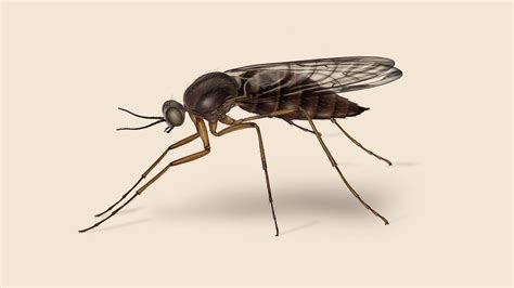 Types Of Gnats Get Rid Of Gnats Orkin