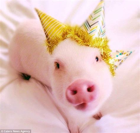 Hamlet The Fancy Dress Micro Pig Becomes Internet Star Pig Cute Pigs