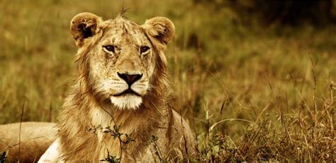 90 Lion Names And Meanings Pethelpful