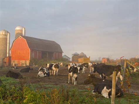 A barn outside of riften. Holstein dairy cows outside a barn, Boyd, Wisconsin, USA ...