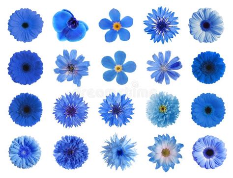 Set With Different Beautiful Blue Flowers On White Background Stock