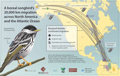 Across North America And The Atlantic An Enormous Migration Journey For A Tiny Songbird