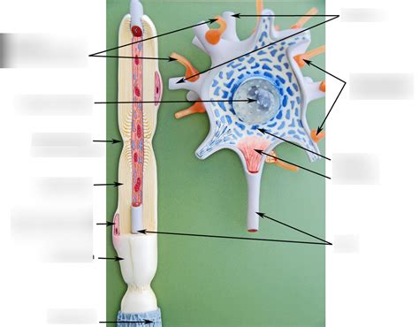 Neuron Model Labeled Diagram Quizlet