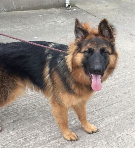 The rescue is run entirely by volunteers. beautiful youn german shepherd puppy