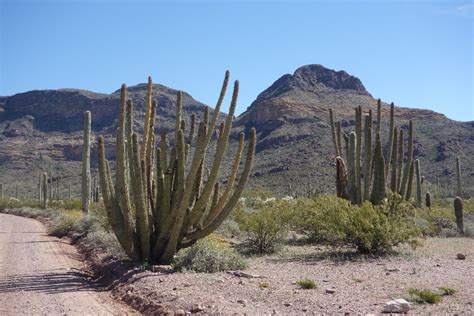 Organ Pipe Cactus National Monument In Arizona Roaming About