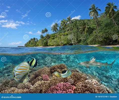 French Polynesia Coral Reef With Tropical Coast Stock Photo Image Of
