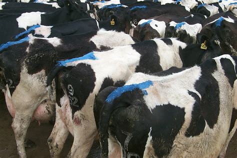 Heat Detection System For Cows Sara Mendez Headline