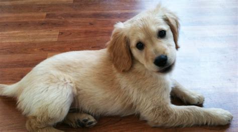 7 Things You Didnt Know About The Miniature Golden Retriever