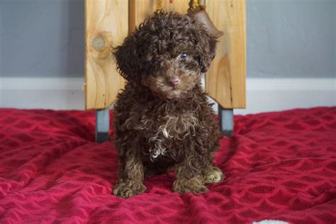 Miniature Poodle For Sale Sugarcreek Oh Male Freddie Ac Puppies Llc