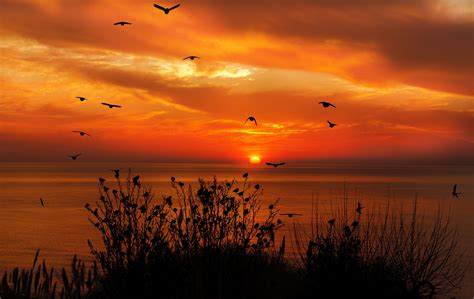 Ocean Sky Birds Flying Towards Sunset 4k Ocean Sky Birds Flying Towards