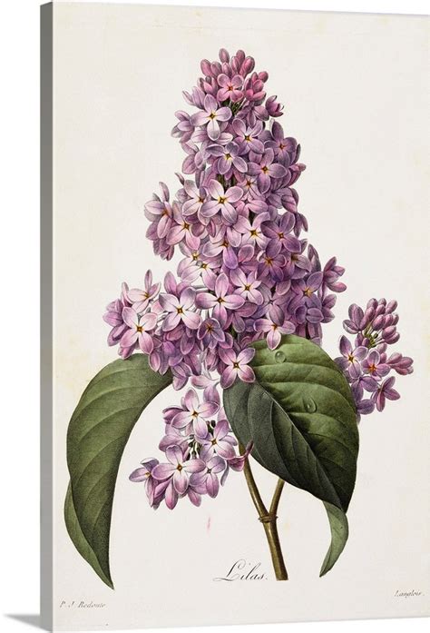 Lilacs By Pierre Joseph Redoute Wall Art Canvas Prints Framed Prints
