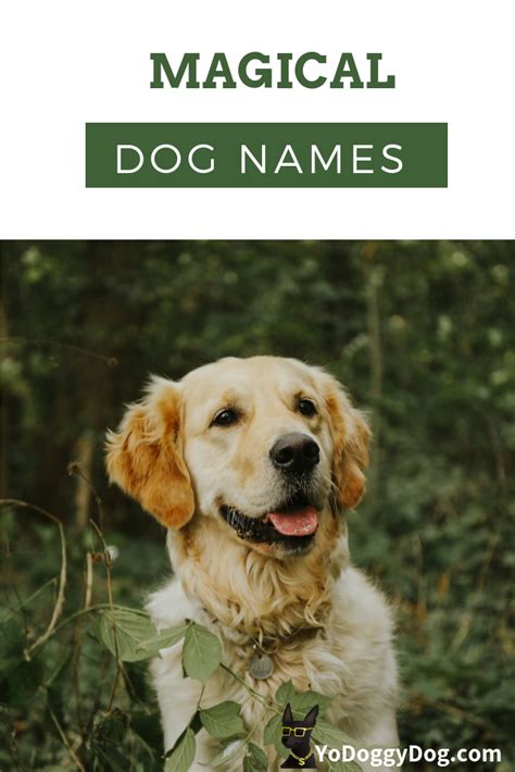 Magical Spiritual Biblical Dog Names Biblical Dog Names Spiritual