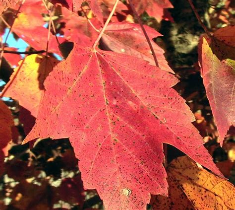 Free Picture Red Maple Leaf Autumn