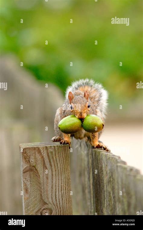 Squirrel Storing Food High Resolution Stock Photography And Images Alamy