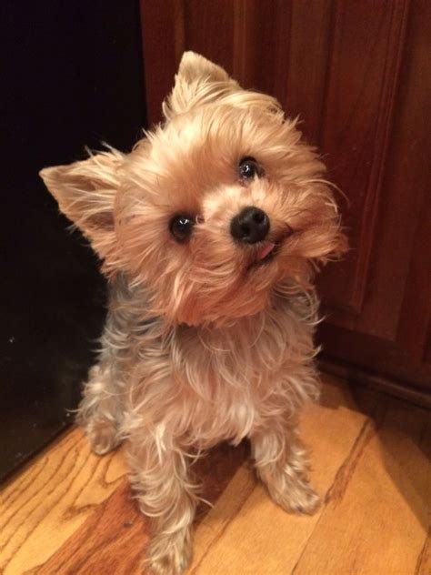 Cutest Yorkie Ever Yorkie Cute Animals Pets