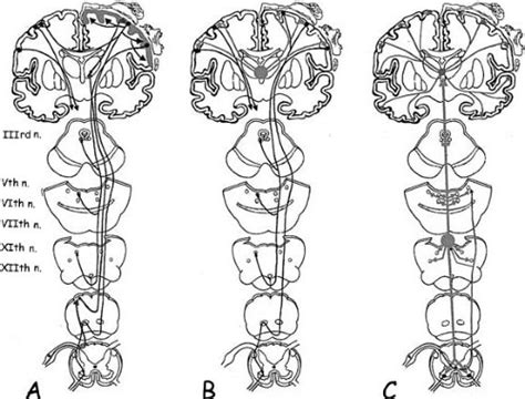 Pathophysiology Of Myoclonic Epilepsies Neupsy Key