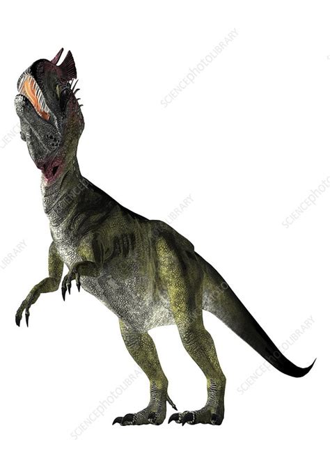Cryolophosaurus Illustration Stock Image F0241775 Science Photo