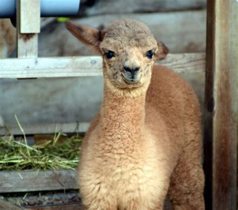 Free Picture Animal Cute Grass Lama Young Farm Field Alpaca
