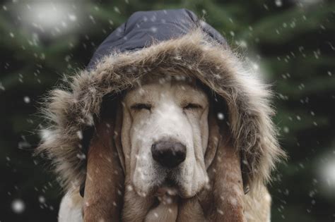 Cold Weather For Dogs Zignature Food For Dogs