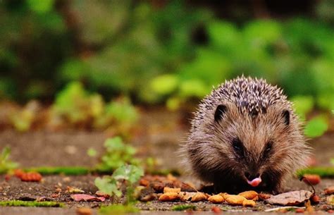 Hedgehog Habitats An Outdoor Science Lesson Idea