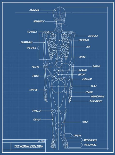 Human Skeleton Blueprint Skeletal System Blueprints Medical School