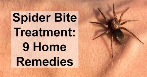 Identify Spider Bite Treatment