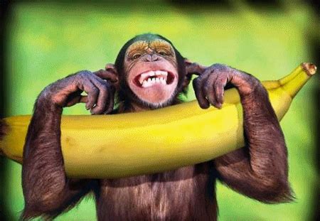 Imagens E Gifs De Macacos Comendo Banana Gifs Eco Br